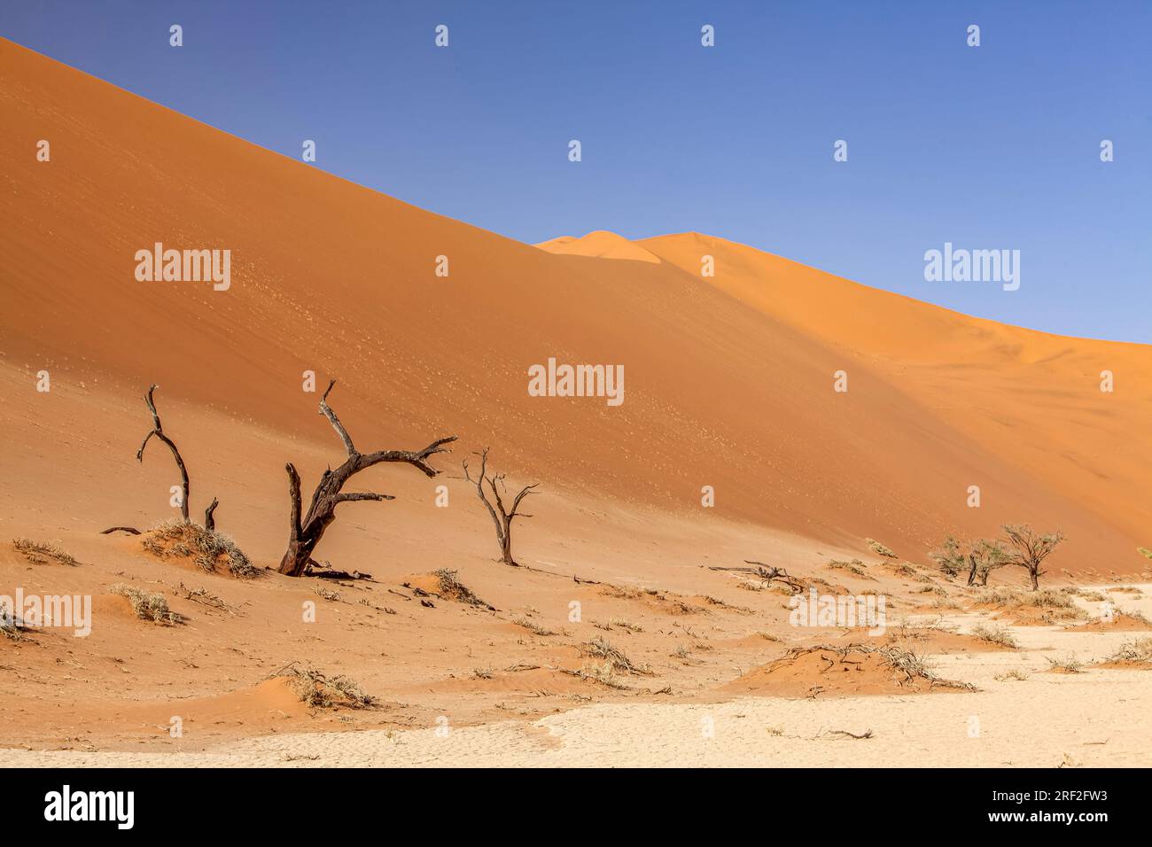 Tote Akazien in Hiddenvlei Pan, Namib Naukluft Park, Namibia Stockfoto