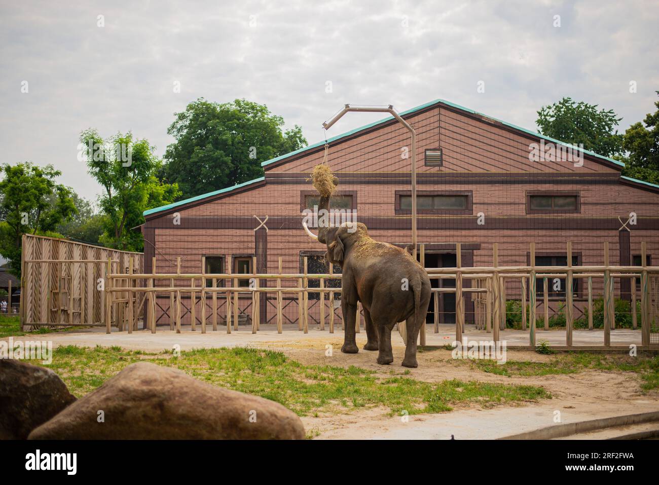 Ein riesiger erwachsener afrikanischer Elefant, der in einem Zoo vor einer Steinmauer spaziert Stockfoto