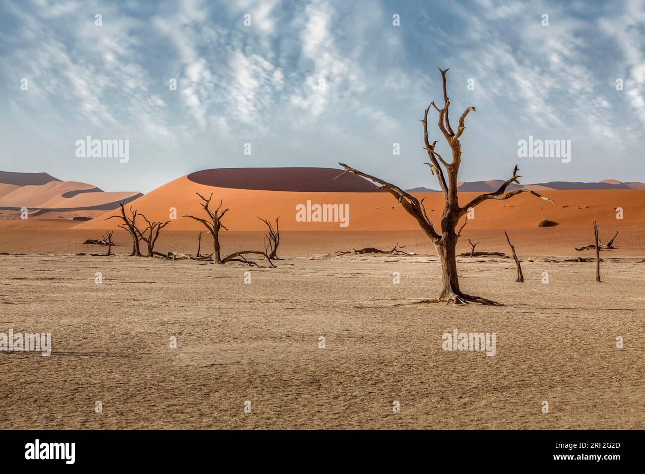 Tote Akazienbäume in Deadvlei Pan, Namib Naukluft Park, Namibia Stockfoto