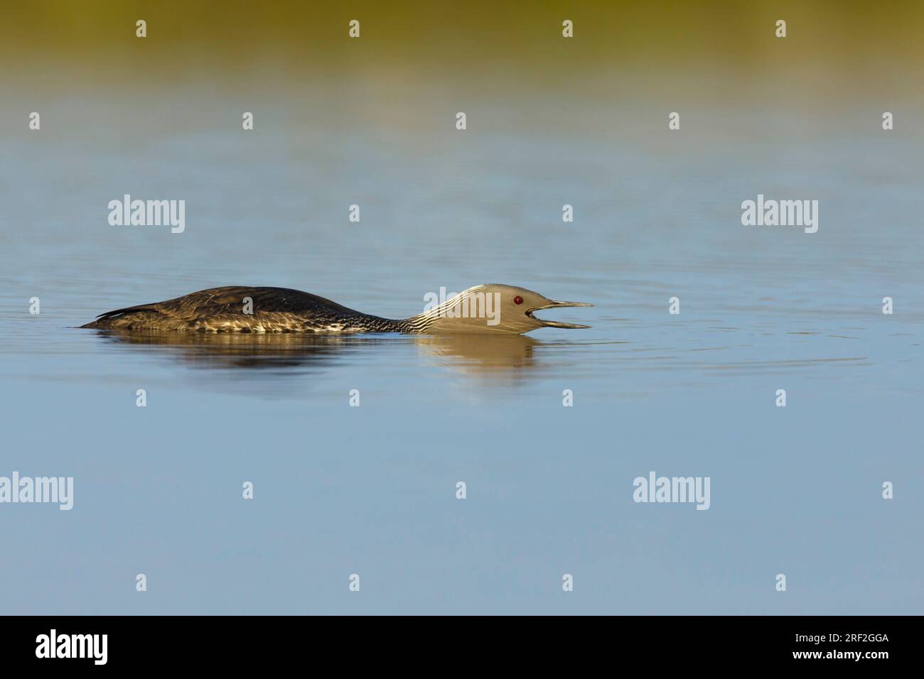 Rotkehltaucher (Gavia stellata), Erwachsener im Sommer Gefieder auf der Tundra-Lagune, rufend, USA, Alaska, Seward-Halbinsel Stockfoto
