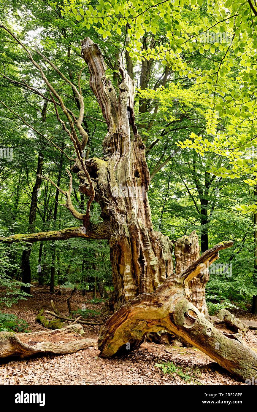 Gemeine Buche (Fagus sylvatica), alter gefallener Baum in Urwald Sababurg, Deutschland, Hessen, Naturpark Reinhardswald Stockfoto