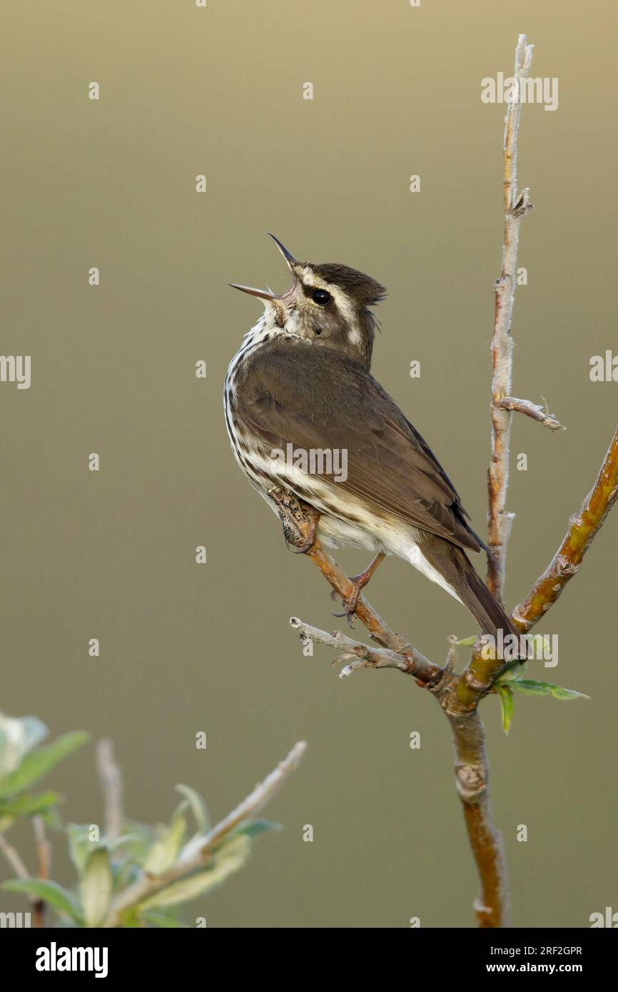 nördlicher Wassersoor (Seiurus noveboracensis, Parkesia noveboracensis), männlicher Gesang auf einem Zweig, USA, Alaska, Seward Halbinsel Stockfoto