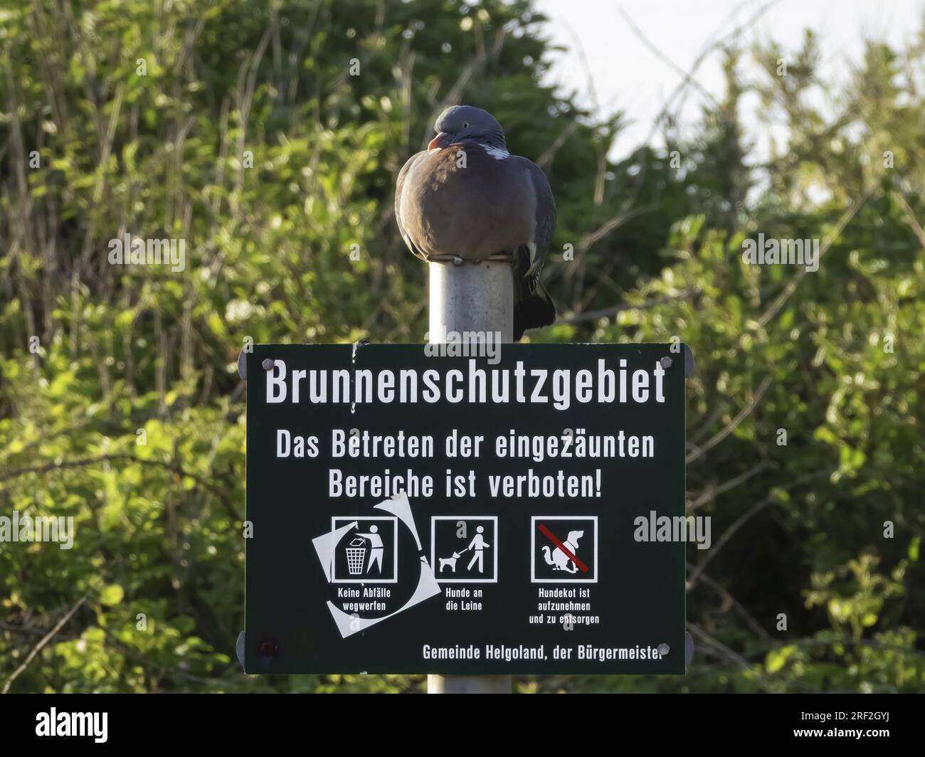 Holztaube (Columba palumbus), Holztaube auf dem Schutzgebiet der Schildbrunnen, Deutschland, Schleswig-Holstein, Helgoland Stockfoto