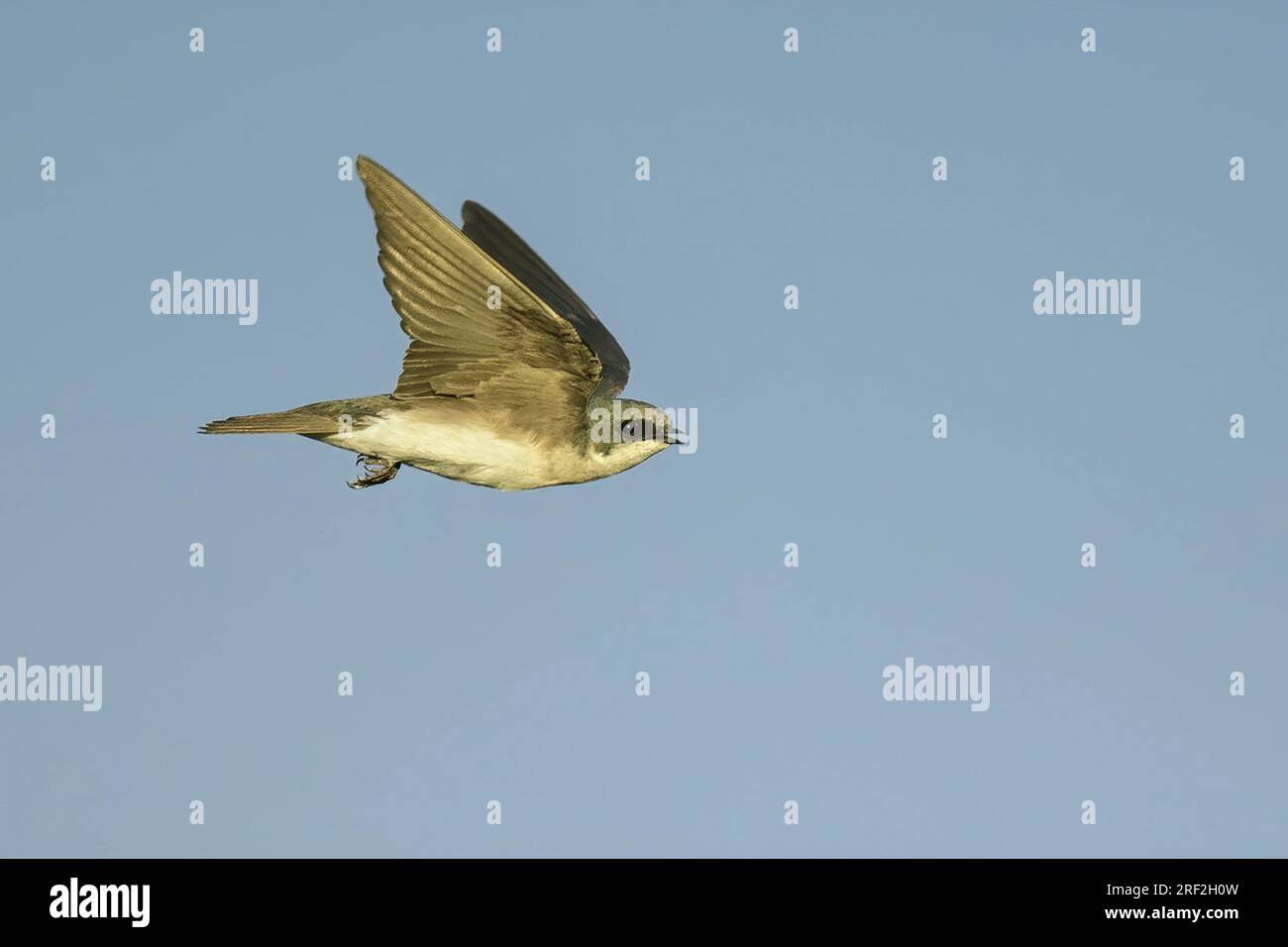 Baumschwalbe (Tachycineta bicolor), im Flug, USA, Kalifornien Stockfoto