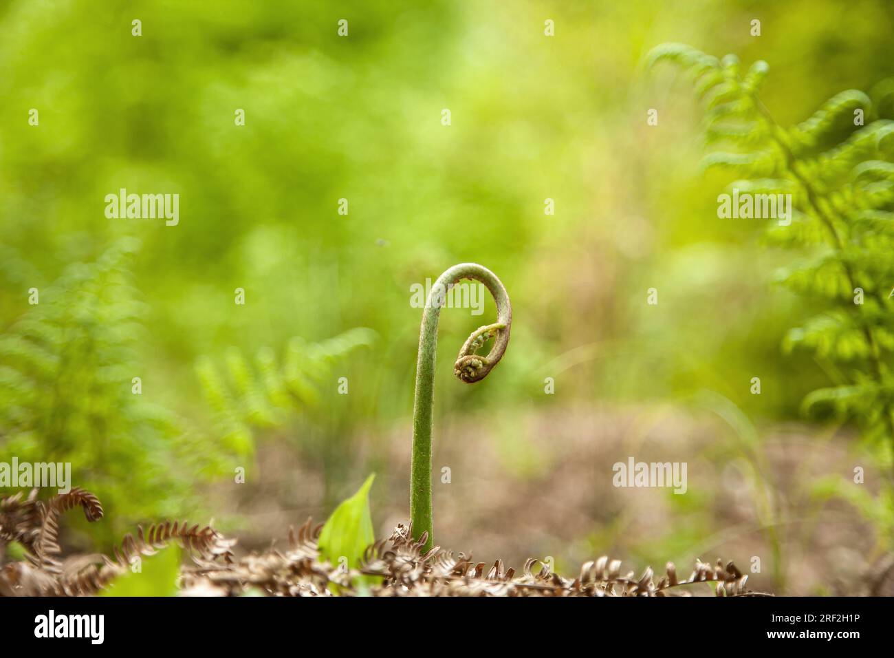 bracken-Farn (Pteridium aquilinum), junge abrollende Frond, Deutschland Stockfoto