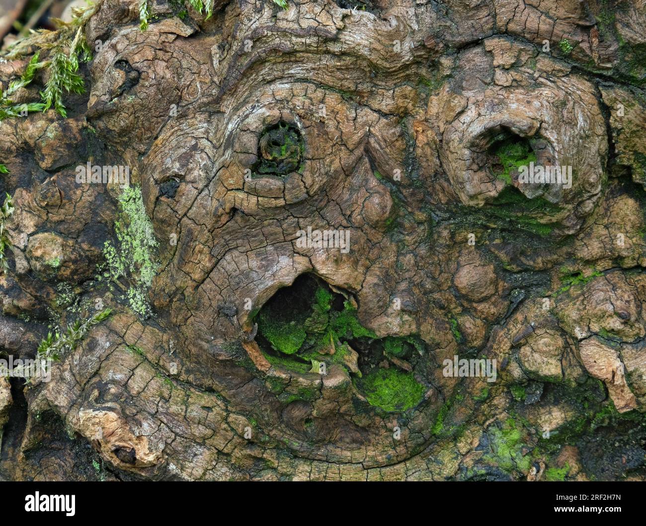 Holzstruktur eines toten Baumstamms, Gesichtsform, Deutschland Stockfoto