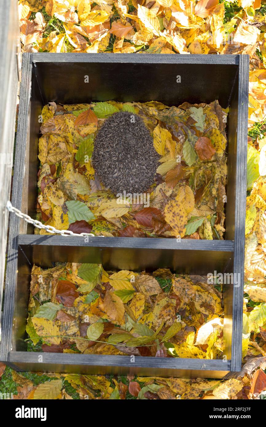Westlicher Igel, europäischer Igel (Erinaceus europaeus), in einem offenen Schlafhaus, selbst gefertigte Box für den Winterschlaf oder als Versteck für den Tag Stockfoto