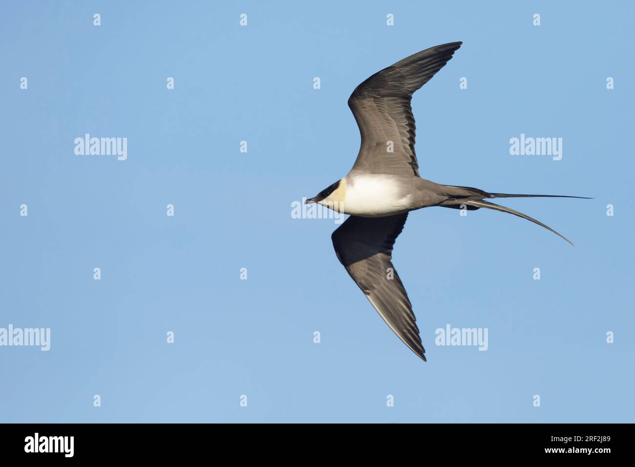 Langschwanzskua (Stercorarius longicaudus), im Flug, USA, Alaska, Seward-Halbinsel Stockfoto