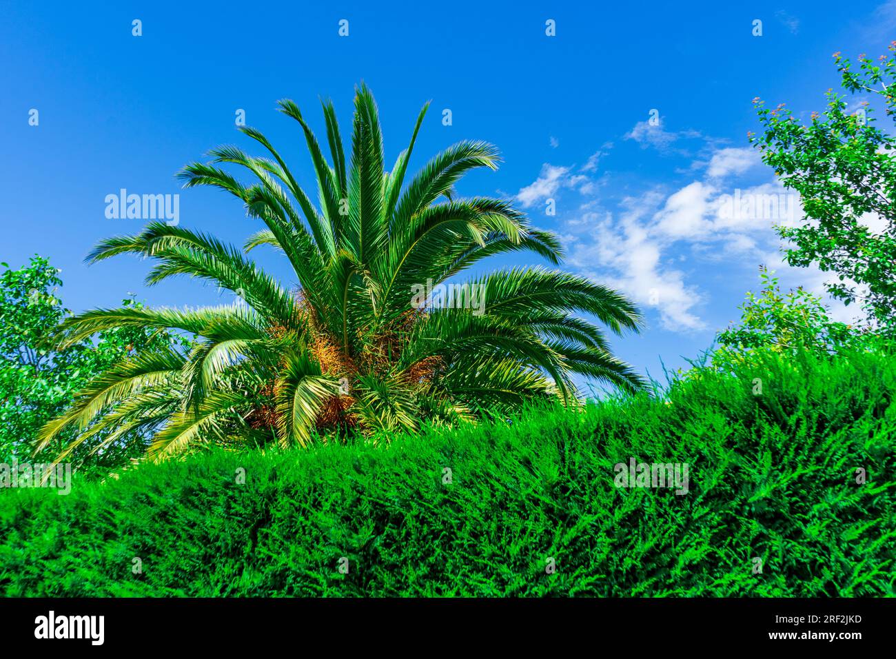 Grüne Hecke vor Palmenhintergrund. Grüne Kastenholzhecke und Palmen im Sommer Stockfoto