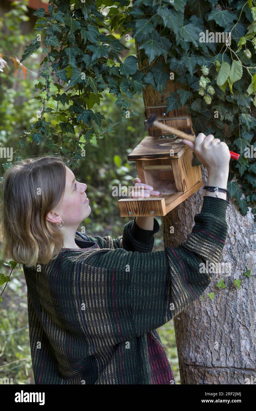 Zuführung für Eichhörnchen, Schritt 12: Die Bereitschaftsbox ist an einem Baumstamm befestigt, Serienbild 12/13 Stockfoto