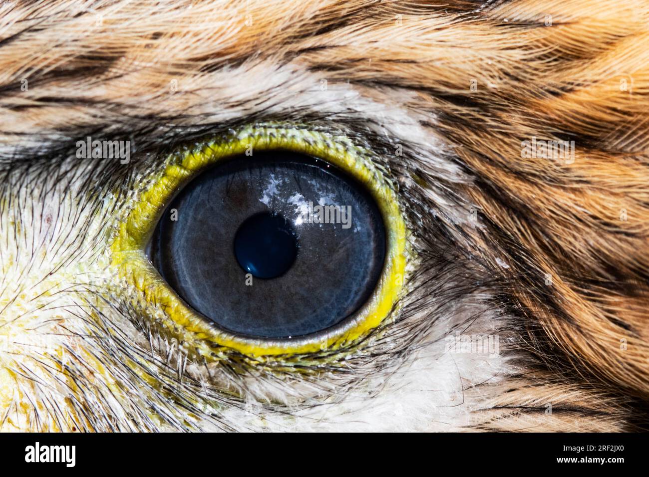Roter Drachen (Milvus milvus), Juvenile, Eye, Niederlande, Drenthe Stockfoto