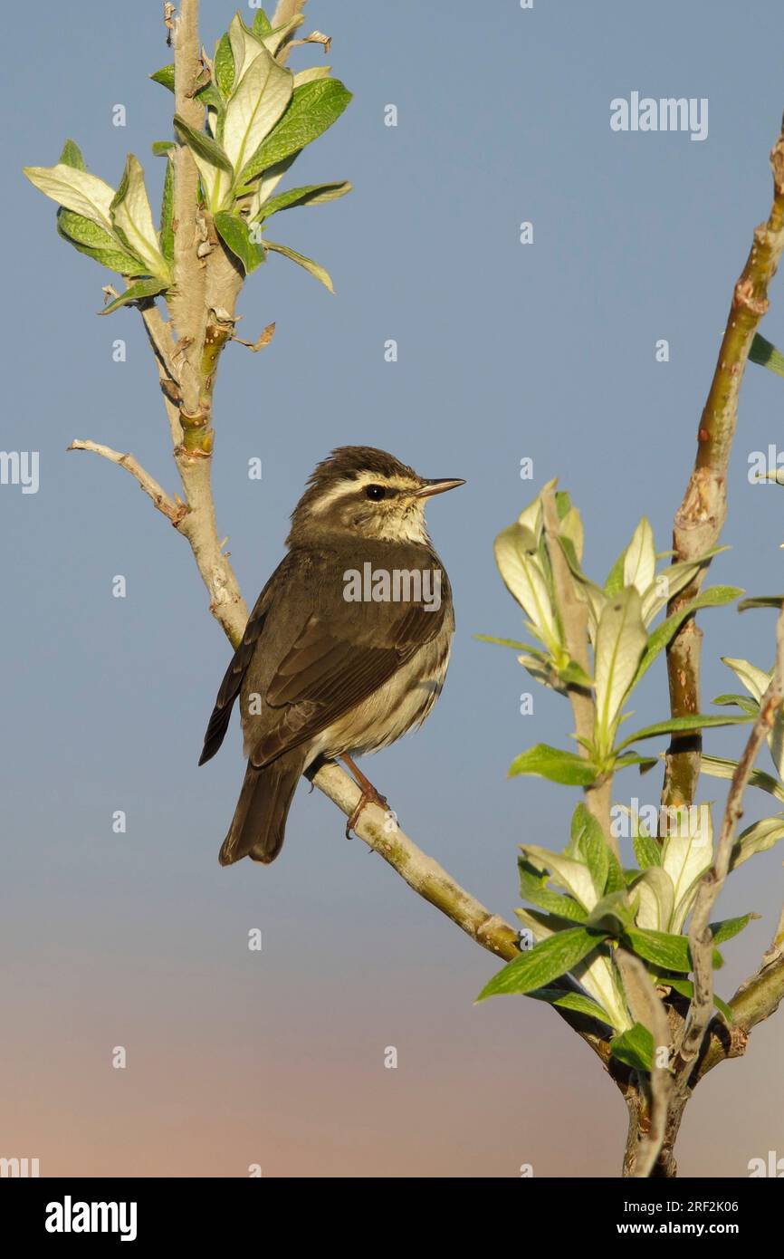 nördliche Wassersoor (Seiurus noveboracensis, Parkesia noveboracensis), auf einem Zweig, USA, Alaska, Seward-Halbinsel Stockfoto