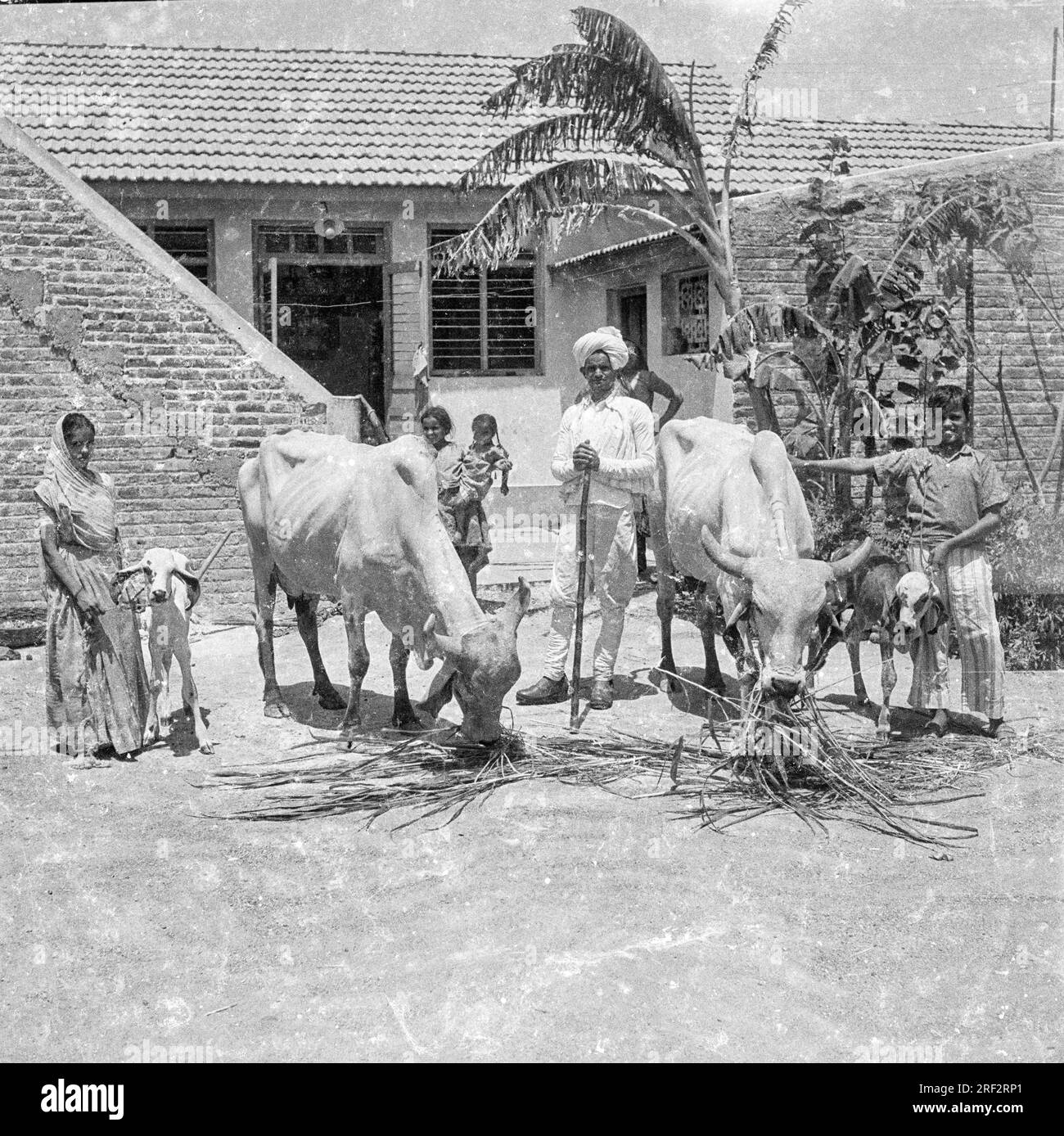 Altes Schwarz-Weiß-Bild aus dem Jahr 1900er des indischen Dorfes Familienmenschen Frau Kinder Kühe Indien 1940er Stockfoto