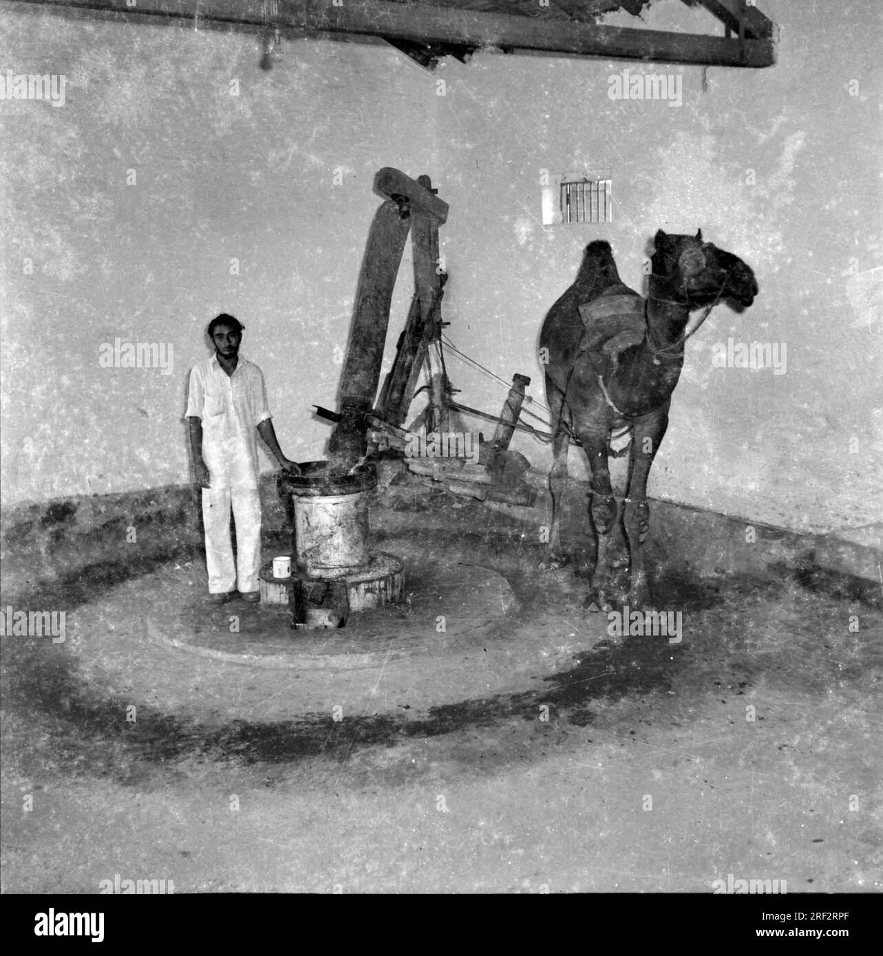 Altes schwarz-weißes 1900er-Bild des indischen Kachi Ghani-Kamelölpressen-Zerkleinerers India 1940er Stockfoto Altes schwarz-weißes 1900er-Bild des indischen Kachi Ghani-Kamelölpressen-Zerkleinerers India 1940er Stockfoto