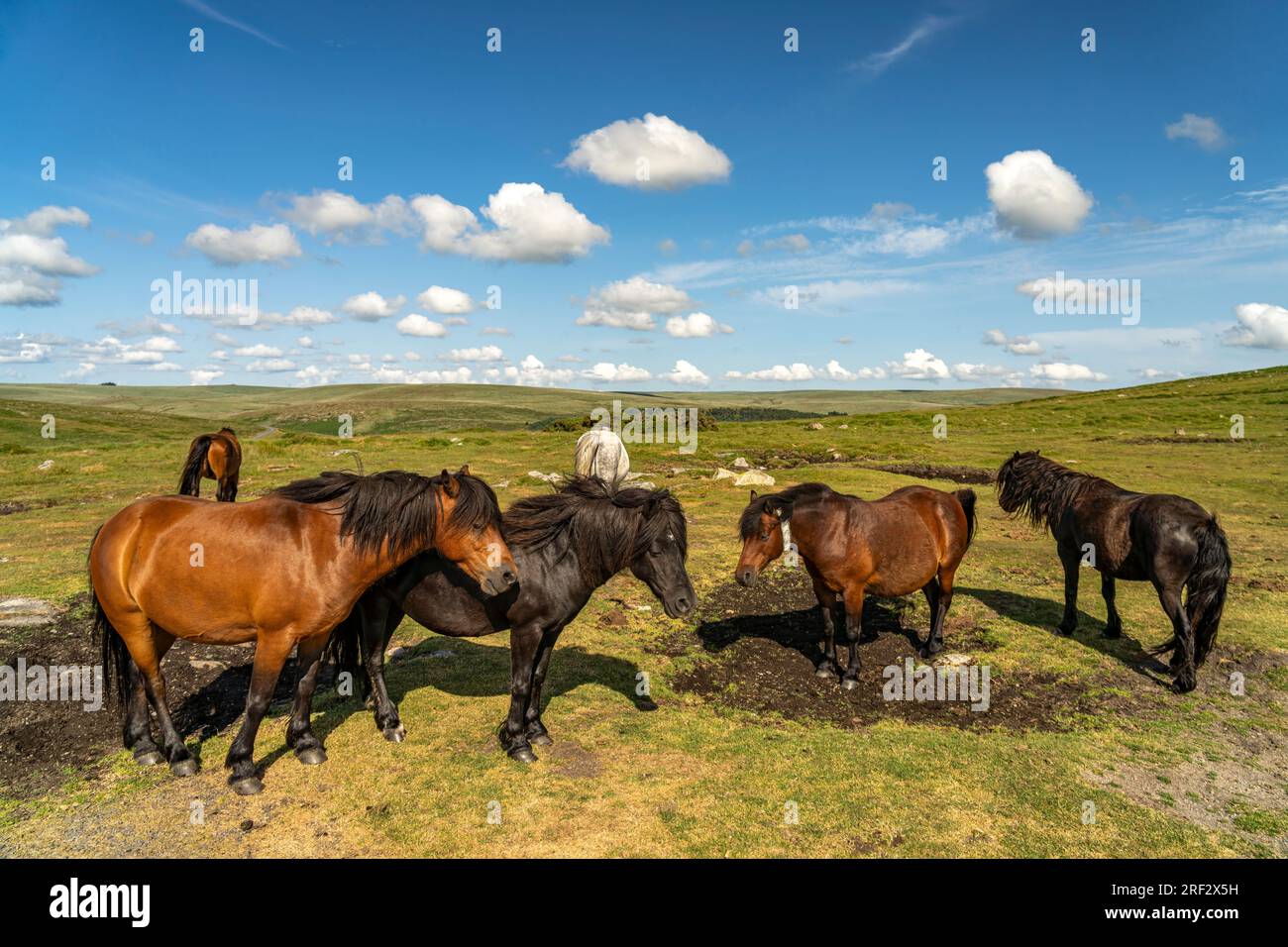 Pferde im Dartmoor, Devon, England, Großbritannien, Europa | Pferde im Dartmoor, Devon, England, Vereinigtes Königreich Großbritannien, Europa Stockfoto