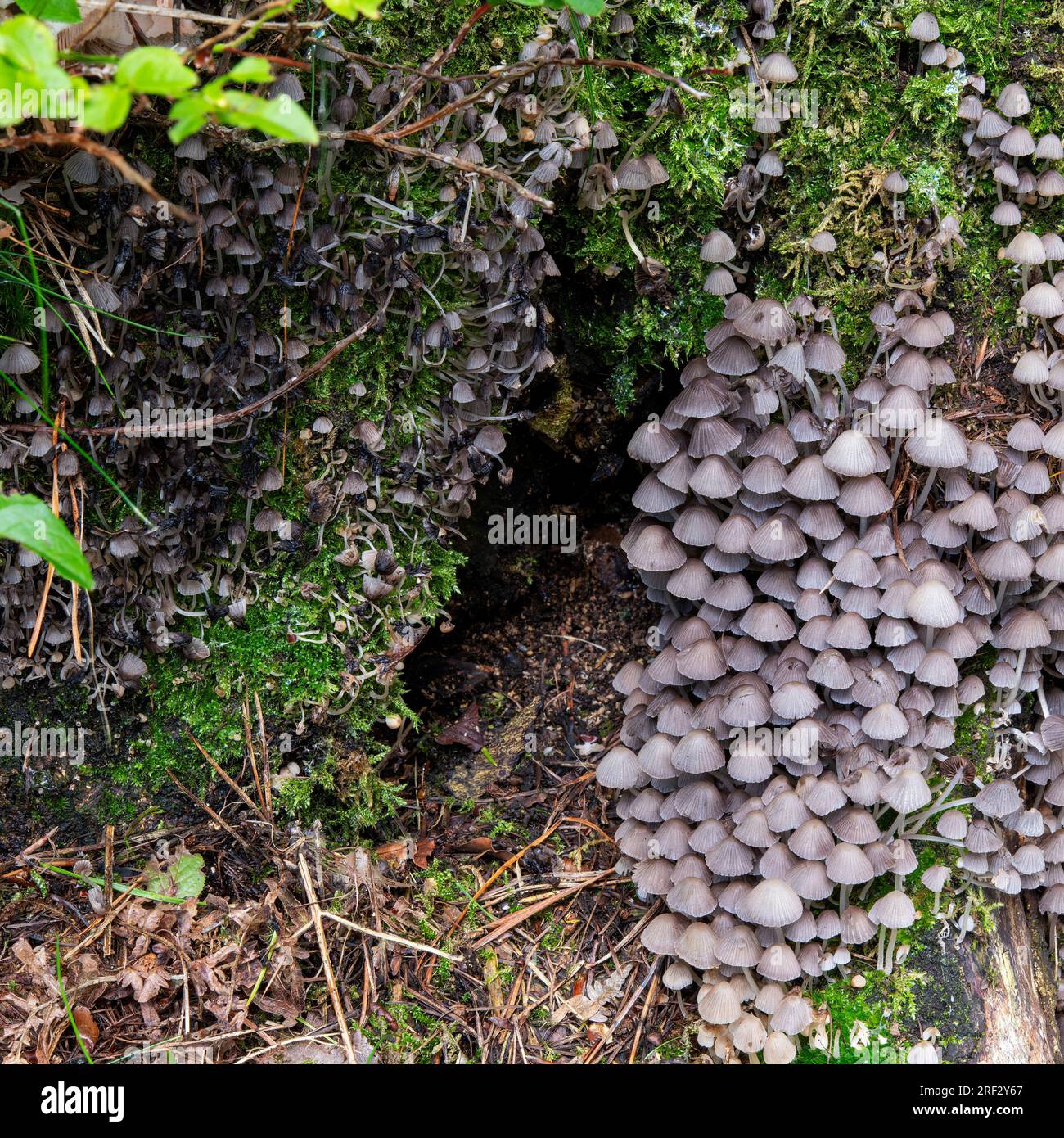 Eine Truppe Feen-Tintenfisch-Kröten auf einem verrottenden Baumstumpf, Beacon Wood, Penrith, Cumbria, Großbritannien Stockfoto