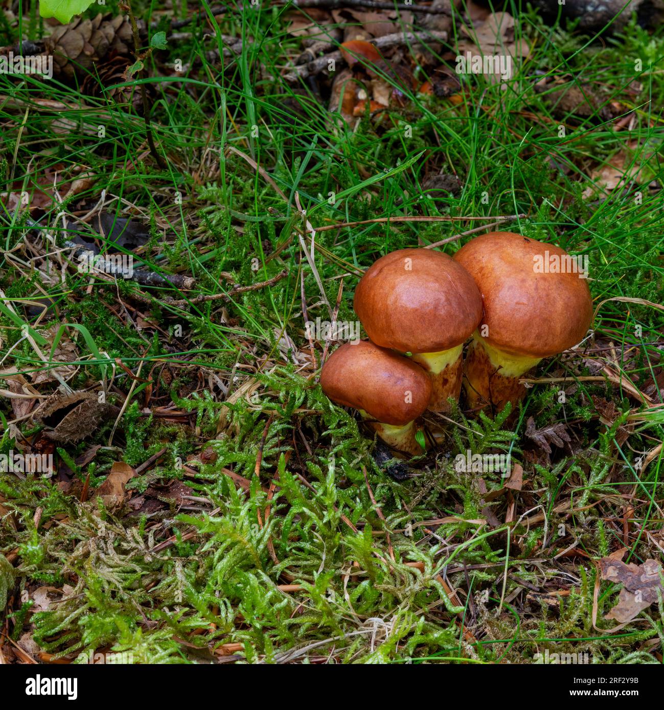 Drei Boletus badius Toadstools in einer gemischten Waldlandschaft, Beacon Wood, Penrith, Cumbria, Großbritannien Stockfoto