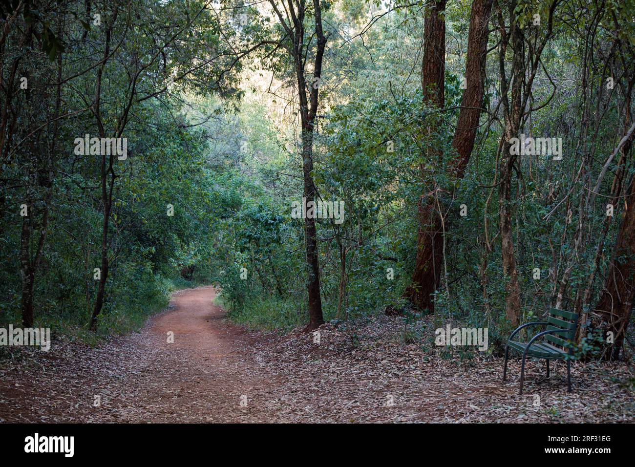 Rough Road zwischen Bäumen am Karura Forest Sigiria Gate Stockfoto