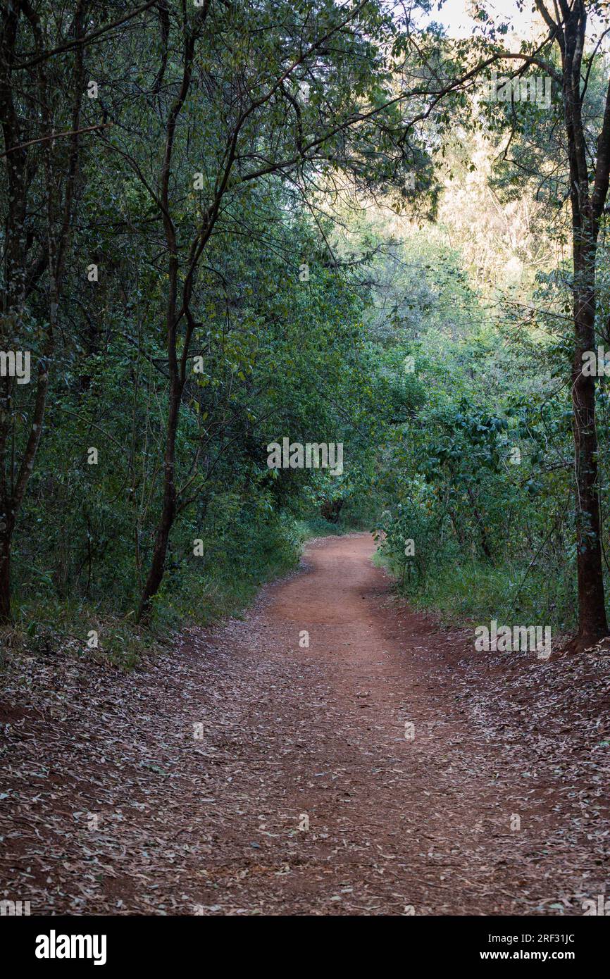 Rough Road zwischen Bäumen am Karura Forest Sigiria Gate Stockfoto