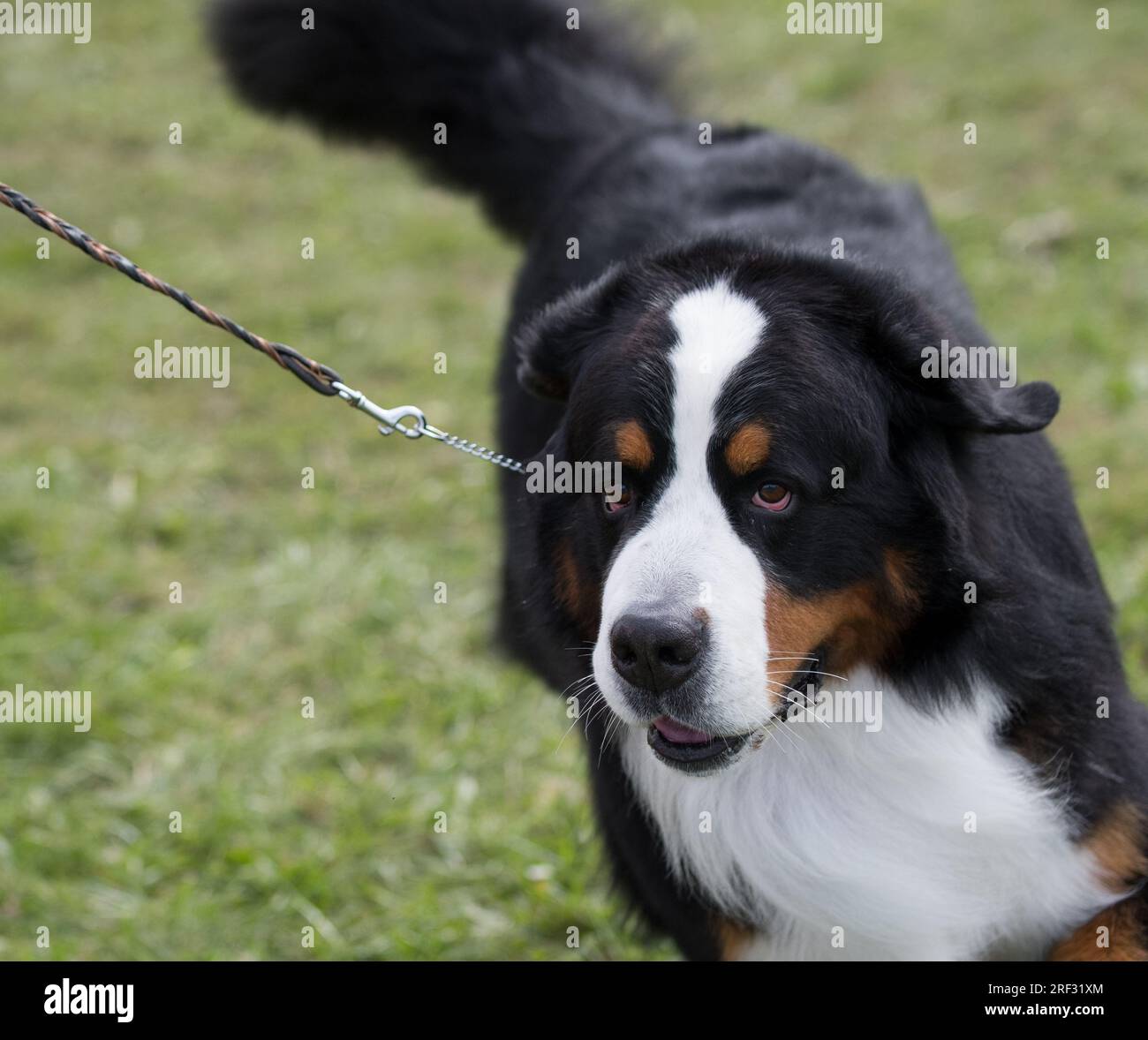 Berner Berghund aus nächster Nähe von oben Stockfoto