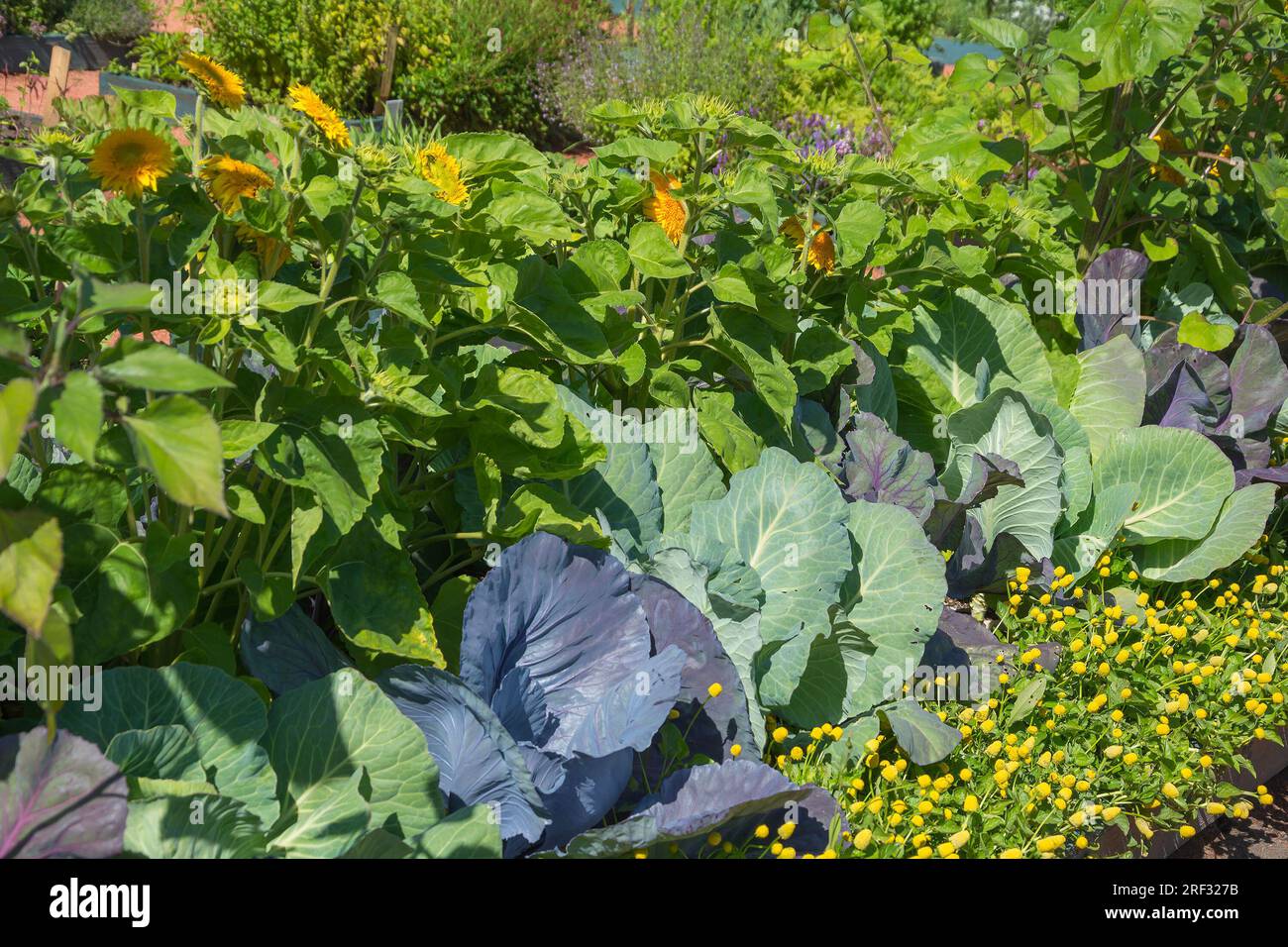 Dichten Sonnenblumen-, Kohl- und Zierkräutern im Garten des Apothekers Stockfoto