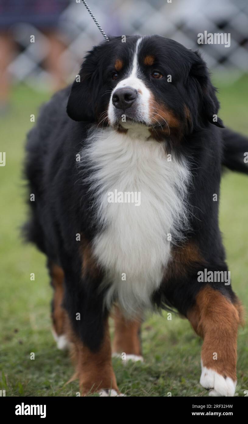 Berner Berghund-Porträtkamera im Hochformat Stockfoto