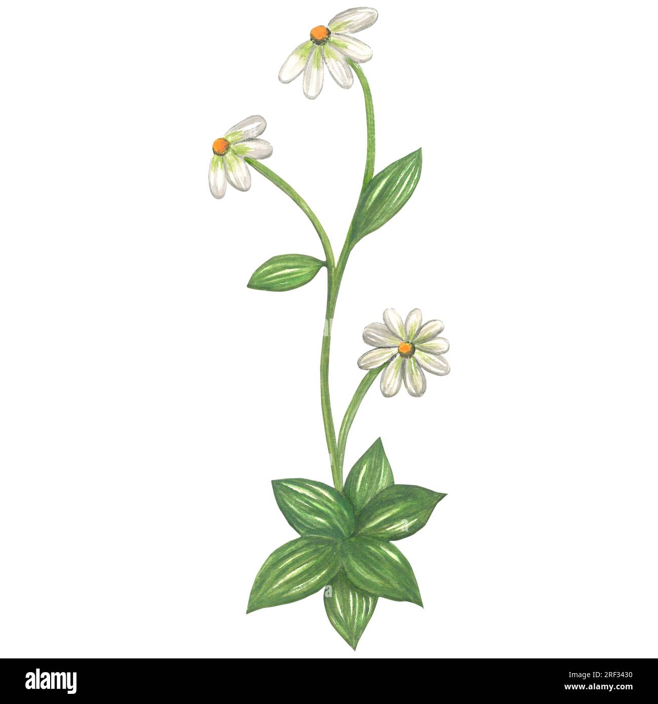 Aquarelle Darstellung der Kamille im mittelalterlichen Stil. Von Hand isoliert auf weißem Hintergrund Stockfoto