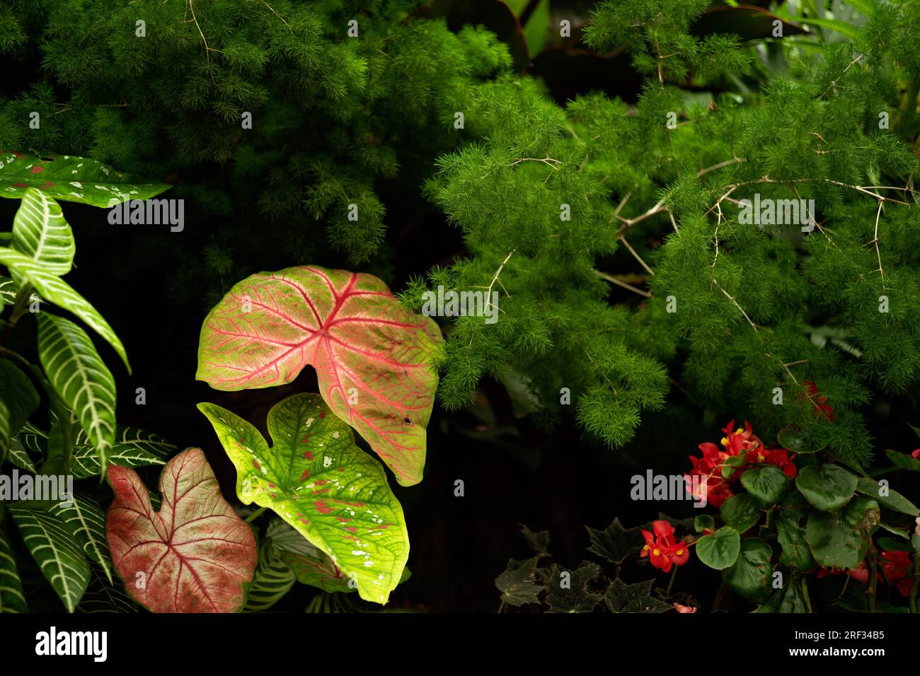Tropischer Wald von Vietnam Stockfoto