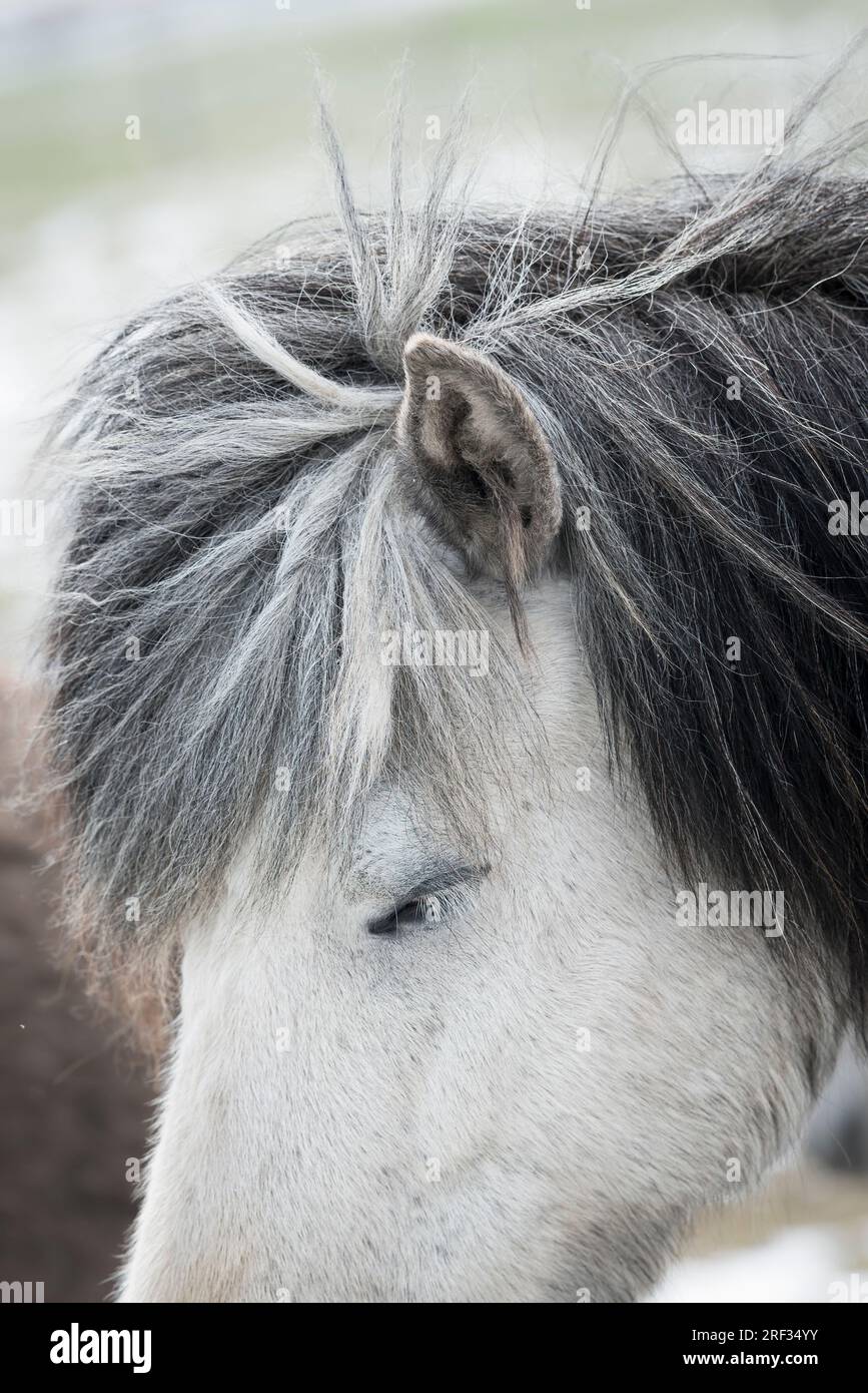 Eine Nahaufnahme eines weißen oder „grauen“ isländischen Pferdes mit einer langen grauen Mähne und grauen Ohren (Island) Stockfoto