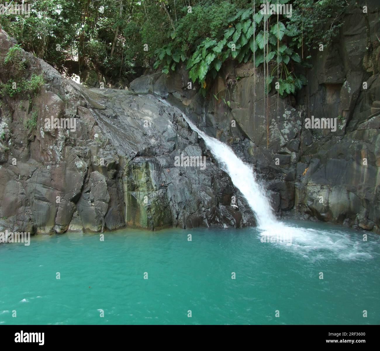 ein Wasserfall in der üppigen Vegetation auf einer karibischen Insel namens Guadeloupe Stockfoto