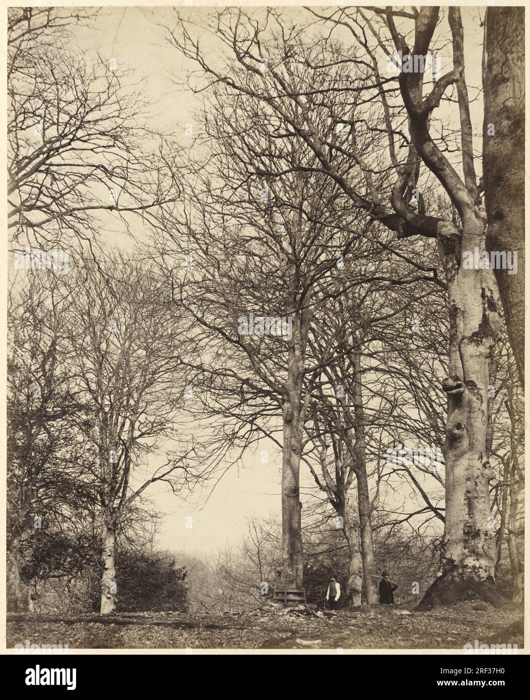 „Earl of Caithness und William Bambridge, Queen Adelaide's Beech, 1864, Albumindruck aus Kollodium Negativ auf Pappe, Blatt (auf Bild zugeschnitten): 29 x 23,3 cm (11 7/16 x 9 3/16 Zoll) Stütze: 56,8 x 42,9 cm (22 3/8 x 16 7/8 Zoll), permanenter Fonds für Patronen, 1995.36.63' Stockfoto