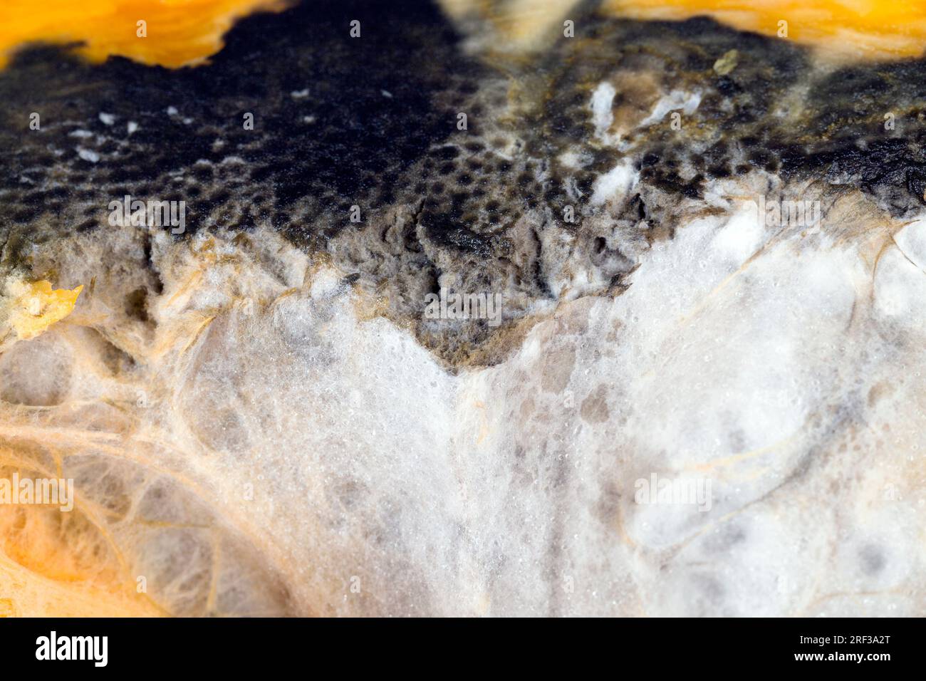 Kürbis in gefährlichem Schimmel, reifer Orangenkürbis mit Schimmel und Schimmel bedeckt, reifes Gemüse, das durch lange oder unsachgemäße Lagerung verdorben wurde Stockfoto