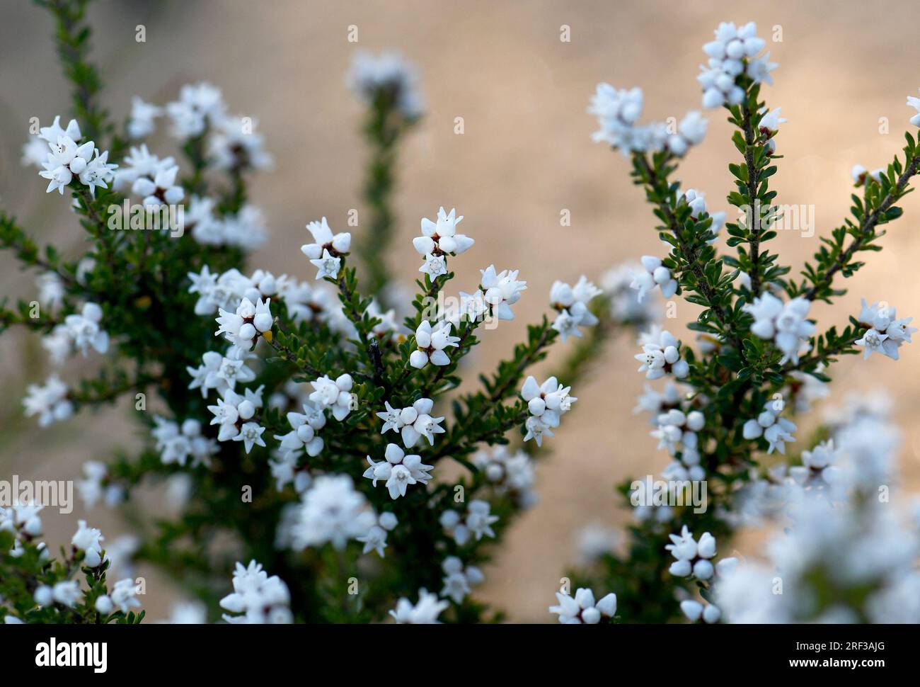 Kleine weiße glockenförmige Blüten von Cryptandra amara, Familie Rhamnaceae, in Sandsteinheide in Sydney. Woody-Sträucher sind ein Endemit in Ost-Australien Stockfoto