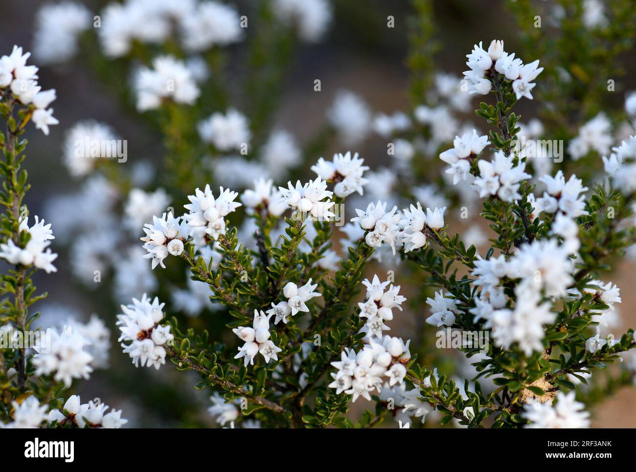 Kleine weiße glockenförmige Blüten von Cryptandra amara, Familie Rhamnaceae, in Sandsteinheide in Sydney. Woody-Sträucher sind ein Endemit in Ost-Australien Stockfoto