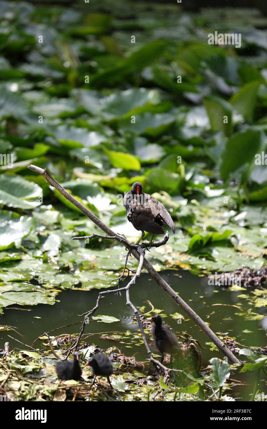 Berlin, Deutschland. 30. Juli 2023. Berlin: Ein Moorhen im Teich mit Lilieneinlagen im Steglitzer Stadtpark. (Foto: Simone Kuhlmey/Pacific Press) Kredit: Pacific Press Media Production Corp./Alamy Live News Stockfoto