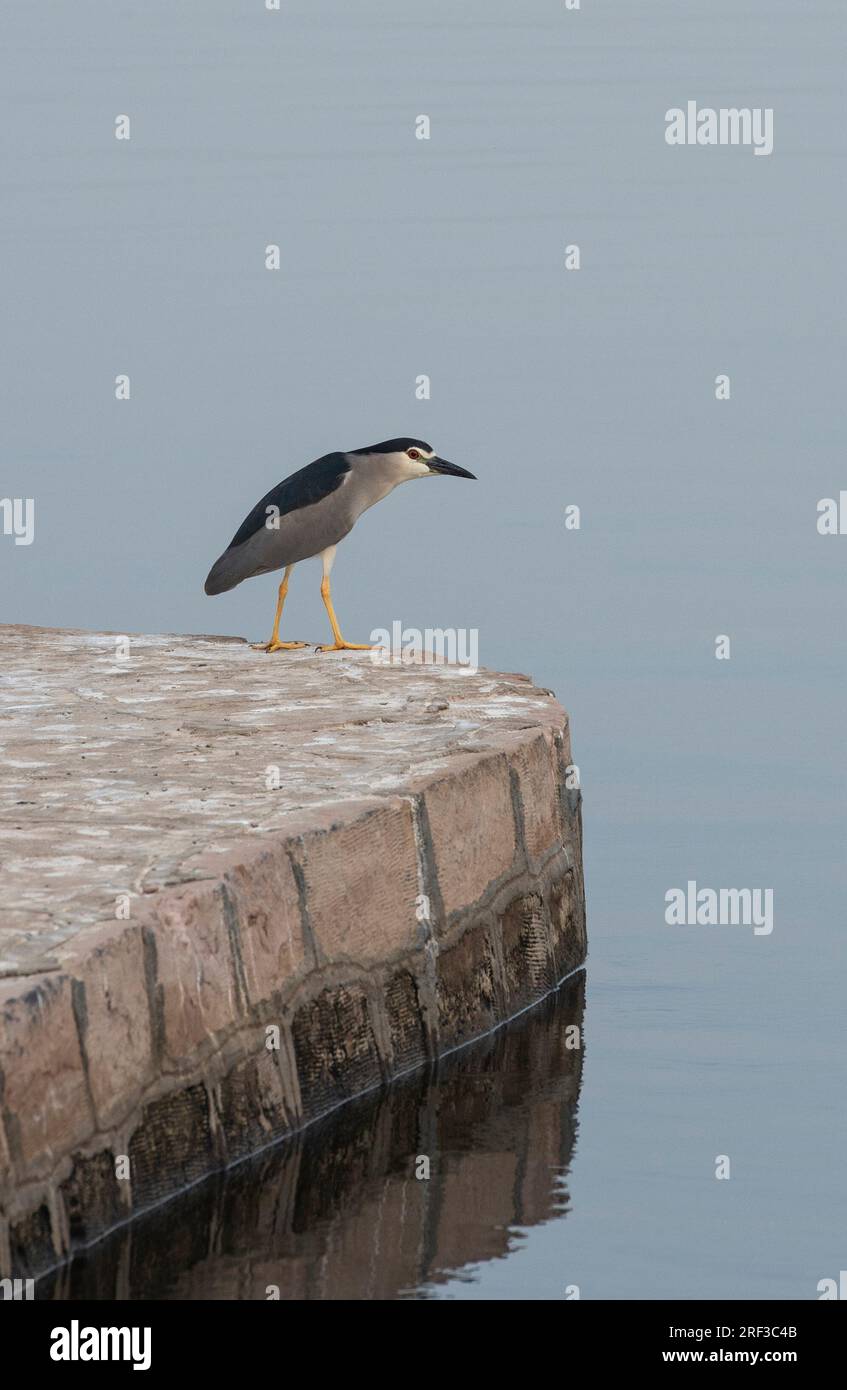 Auf dem Rand des Steins stand der Schwarzkronenreiher nycticorax nycticorax Mauer neben dem Fluss Stockfoto