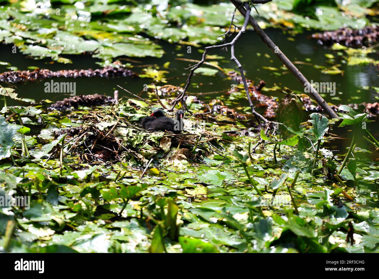 Berlin, Steglitz, Deutschland. 30. Juli 2023. Berlin: Ein Moorhen im Teich mit Lilieneinlagen im Steglitzer Stadtpark. (Kreditbild: © Simone Kuhlmey/Pacific Press via ZUMA Press Wire) NUR REDAKTIONELLE VERWENDUNG! Nicht für den kommerziellen GEBRAUCH! Stockfoto