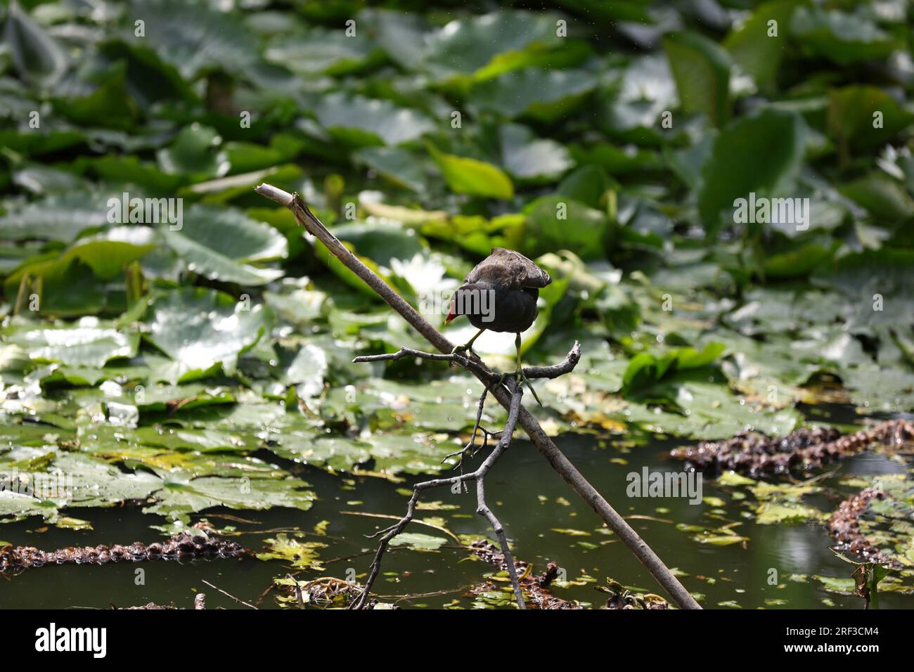 Berlin, Steglitz, Deutschland. 30. Juli 2023. Berlin: Ein Moorhen im Teich mit Lilieneinlagen im Steglitzer Stadtpark. (Kreditbild: © Simone Kuhlmey/Pacific Press via ZUMA Press Wire) NUR REDAKTIONELLE VERWENDUNG! Nicht für den kommerziellen GEBRAUCH! Stockfoto