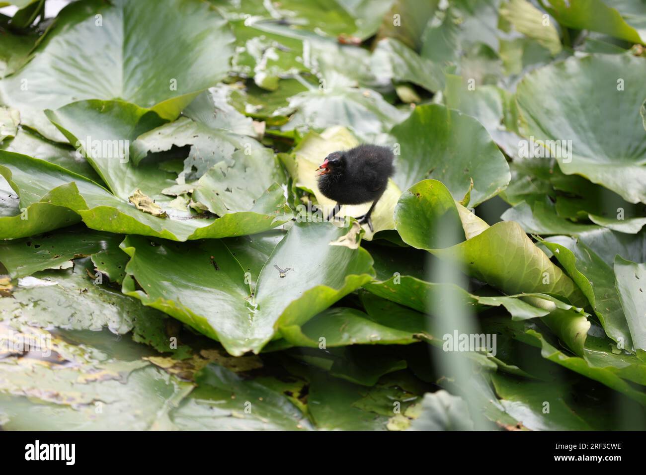 Berlin, Steglitz, Deutschland. 30. Juli 2023. Berlin: Ein Moorhen im Teich mit Lilieneinlagen im Steglitzer Stadtpark. (Kreditbild: © Simone Kuhlmey/Pacific Press via ZUMA Press Wire) NUR REDAKTIONELLE VERWENDUNG! Nicht für den kommerziellen GEBRAUCH! Stockfoto