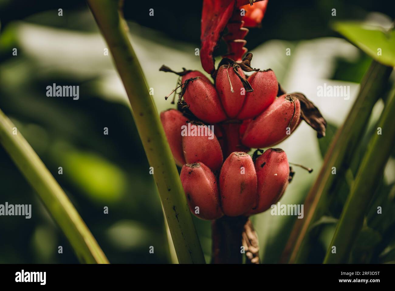 Nahaufnahme von wilden roten Bananen. Tropische Vegetation und exotische Obstpflanze Stockfoto