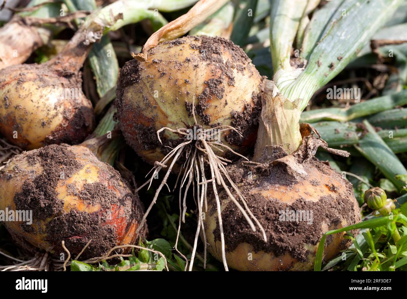 Geerntete Zwiebeln, die auf dem Feld getrocknet werden, um Schmutz zu entfernen, Nahaufnahme der Zwiebelernte, die zum Kochen verwendet wird Stockfoto