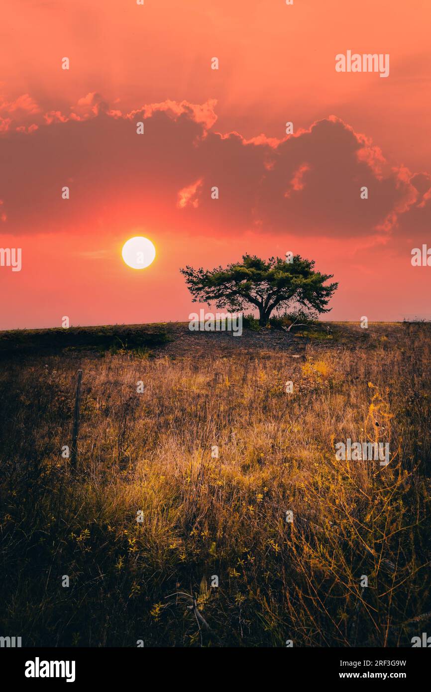 Einsamer Baum in einer Landschaft. Das ähnelt der afrikanischen Steppe. Eine große rote Sonne geht am Horizont direkt hinter dem Baum auf. Romantischer Morgen Stockfoto