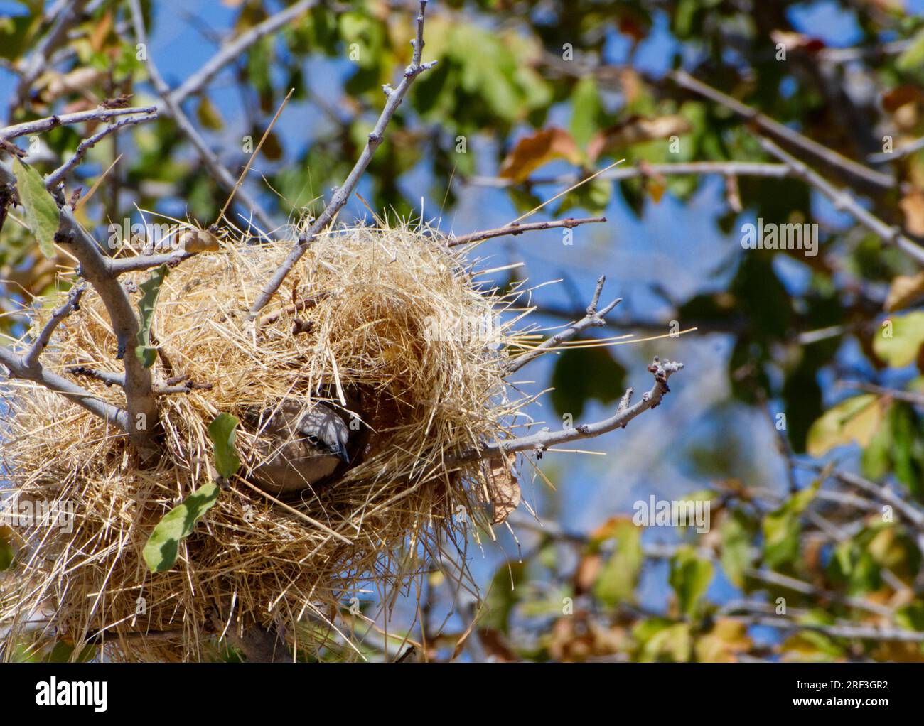 Weaver-Vogel aus seinem spektakulären gewebten Nest an einem sonnigen Tag im Ruaha-Nationalpark 01, Tansania Stockfoto