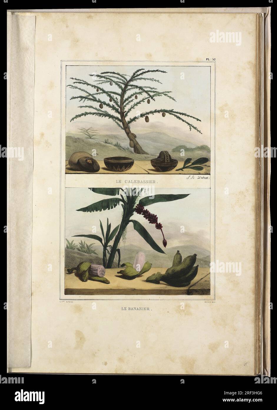 Le bananier (1) 1834 von Firmin-Didot Frères Stockfoto