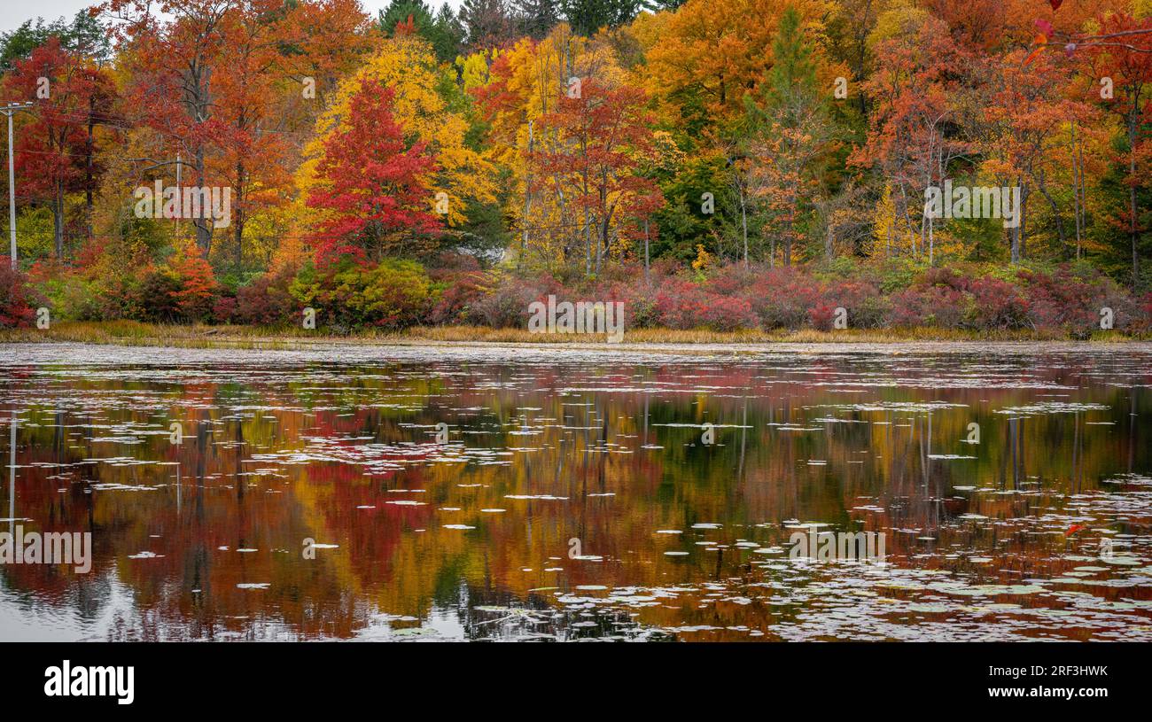 Fallende Bäume spiegeln sich im See wider. Stockfoto