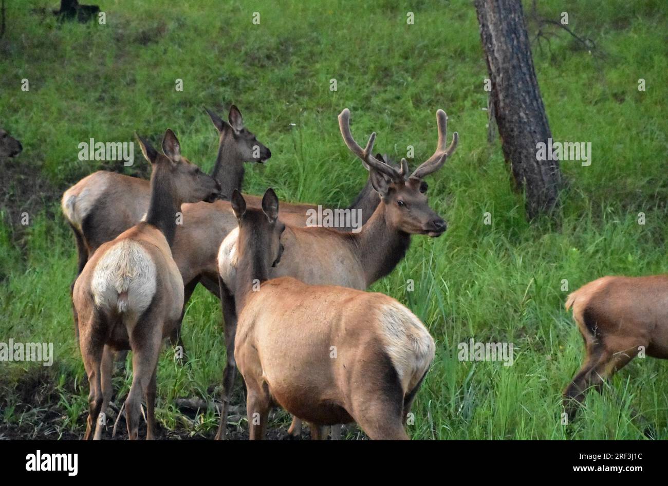Eine Wapitis-Herde umgibt einen männlichen Wapitihirsch mit Geweih in South Dakota. Stockfoto