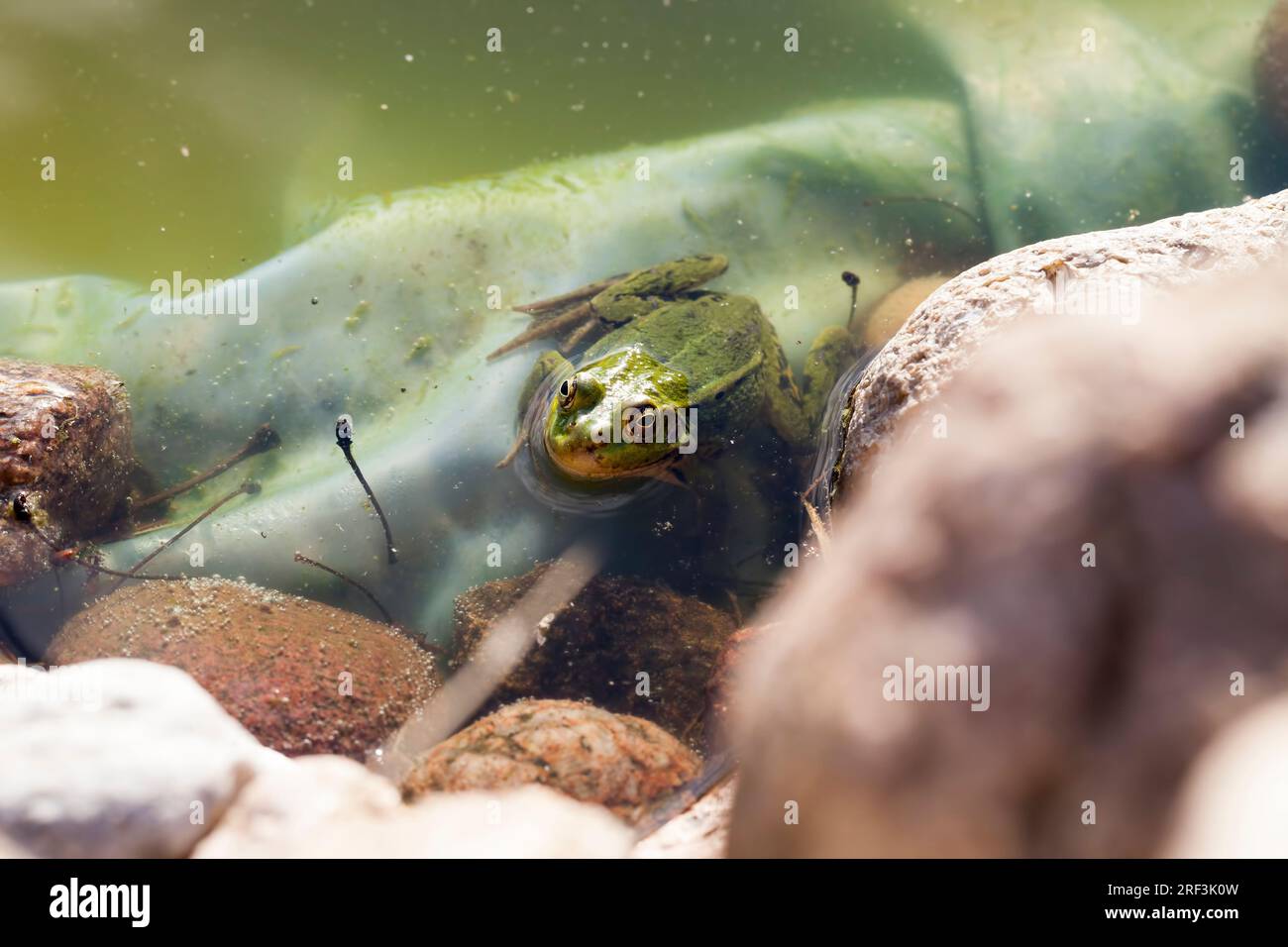 Ein Frosch schwimmt im Wasser eines künstlichen Sees oder Sumpfes, der Frosch versteckt sich im Wasser und schaut auf die Oberfläche Stockfoto