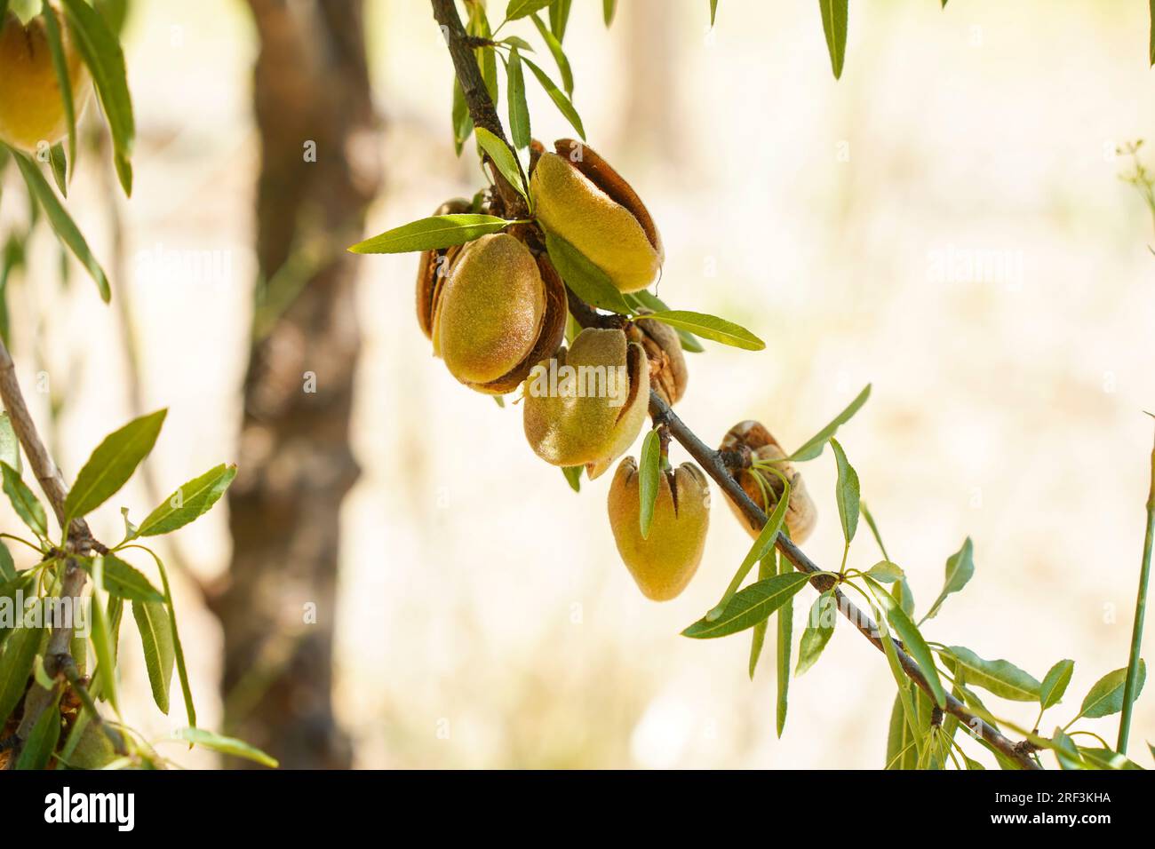 Mandeln in der Haut, süße reife Mandeln, Nüsse, Reifen am Baum. Stockfoto