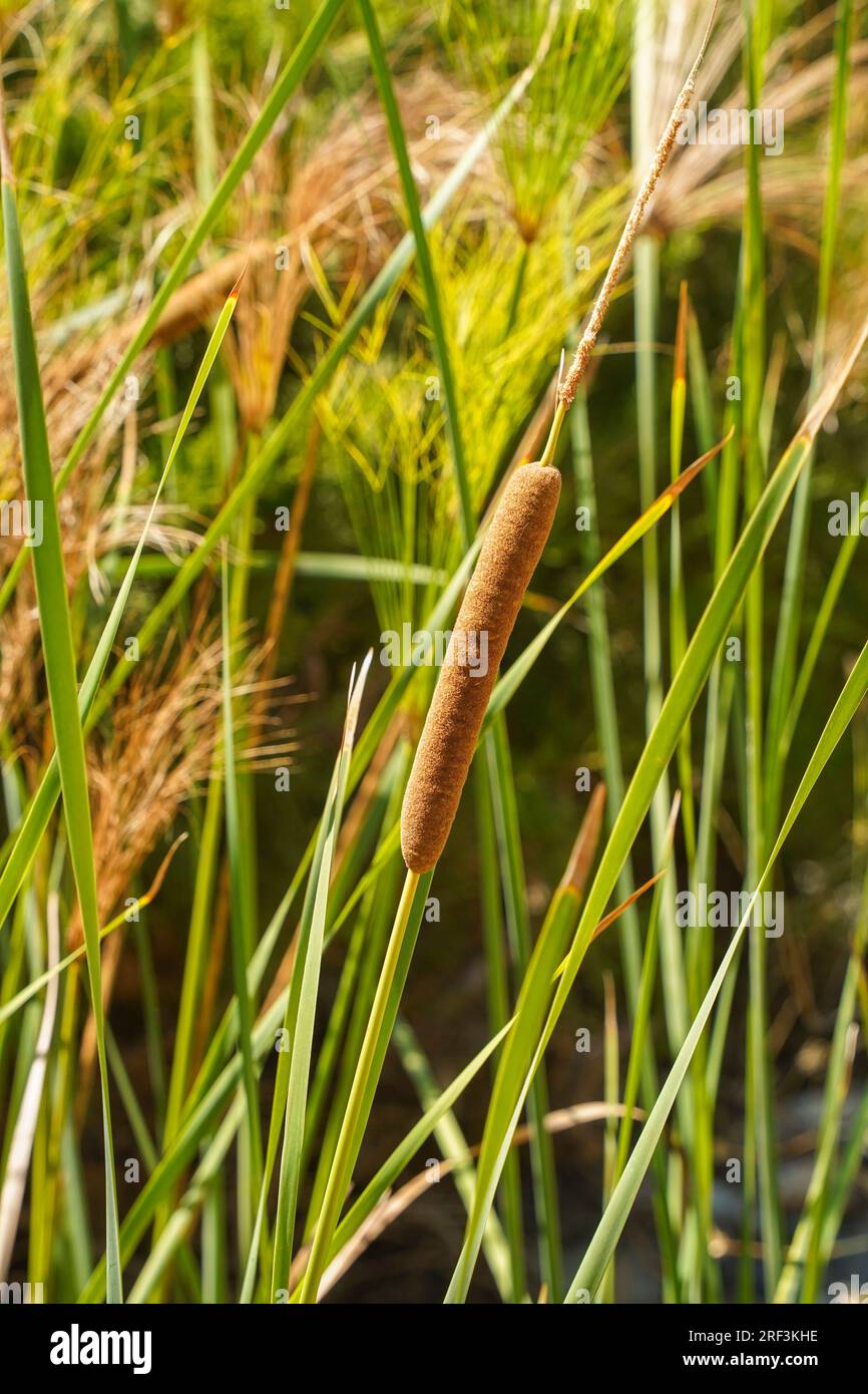 Typha angustifolia, Wasserpflanze mit kleinem Kattail, Spanien. Stockfoto