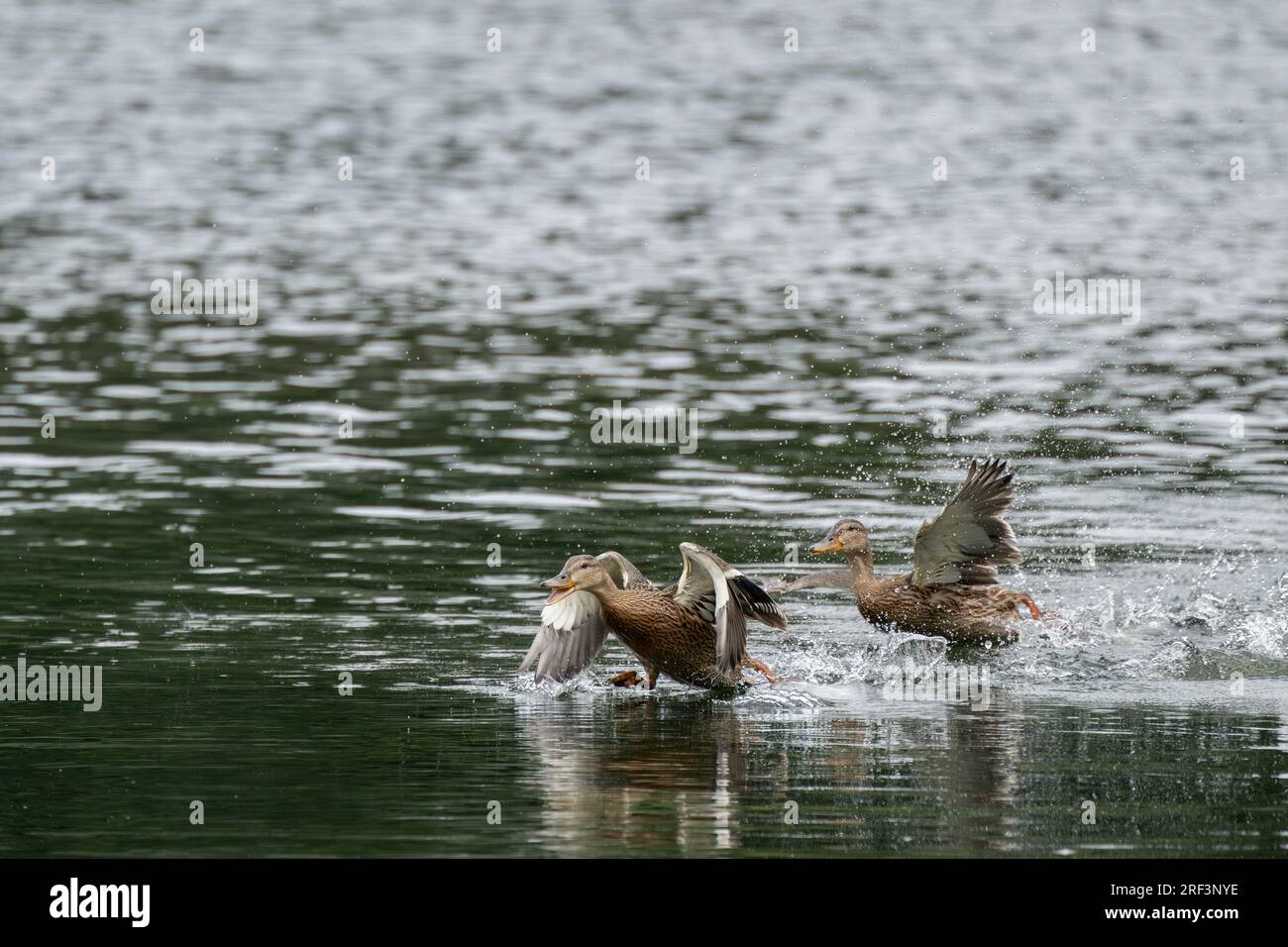 anas platyrhynchos, eine wilde Ente, die mit Wasserspritzern auf einem See abhebt. Stockfoto
